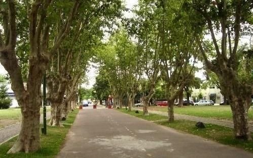 La Ciudad apunta a abastecerse de árboles