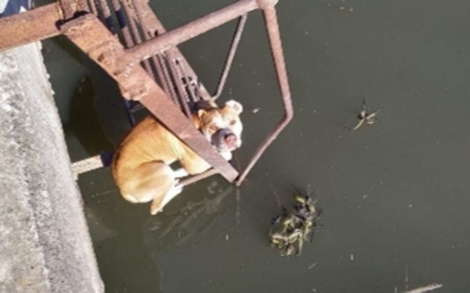 Emotivo rescate de un perro atrapado en el Canal Génova de Berisso