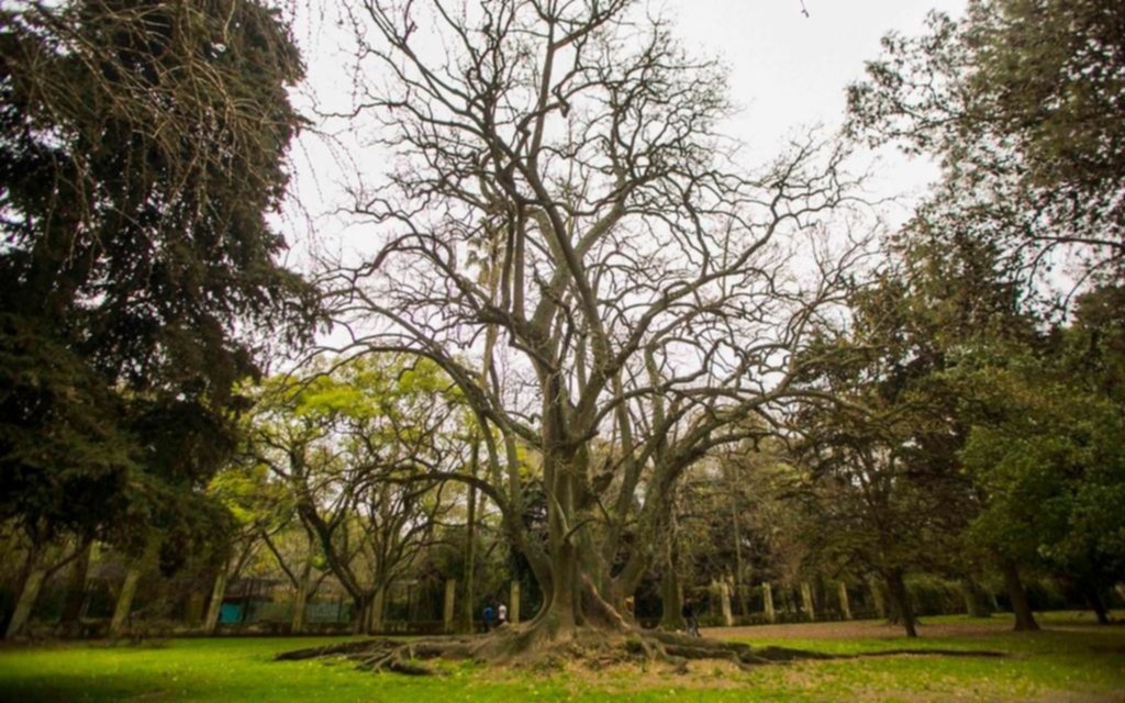 Prometen plantar 10 mil nuevos árboles en la Ciudad
