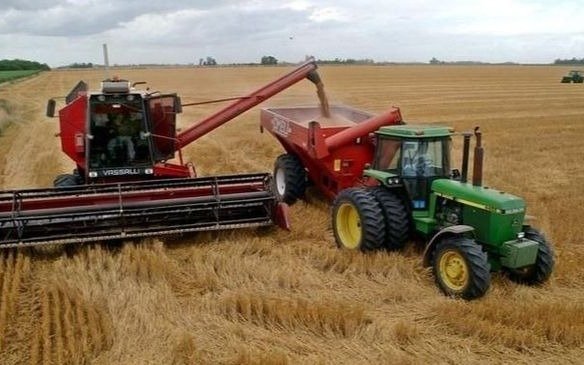 La campaña triguera, con millonarias pérdidas