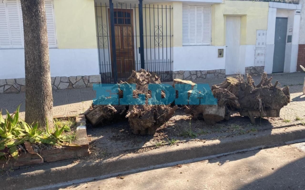 Hartazgo en 3 y 69 por restos de un árbol que permanecen en la vereda