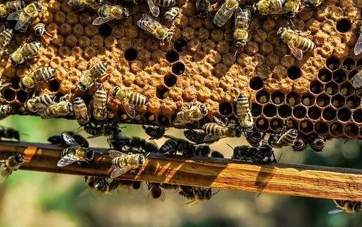 Molestias vecinales por un enjambre de abejas a metros de la Catedral