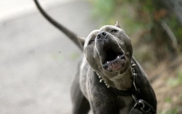 Justificados reclamos por perros sin bozal en los paseos públicos