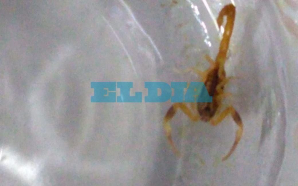 Los alacranes meten miedo: en Los Hornos picaron a un vecino y terminó en el hospital