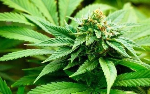 La ONU se “relajó” con el cannabis