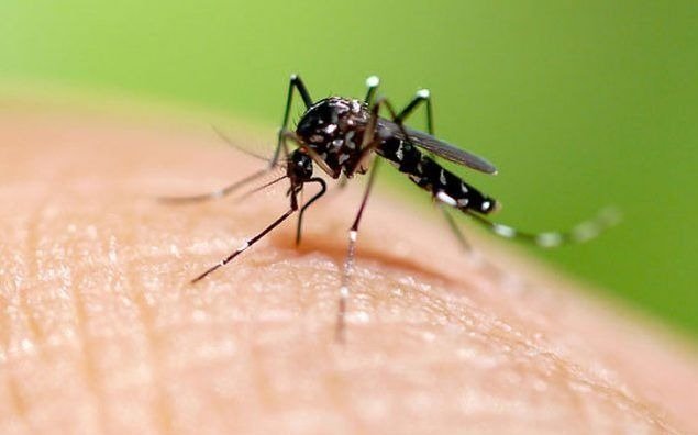 “Tapá, lavá, tirá y girá”: chicos de Berisso enseñan a darle batalla al dengue