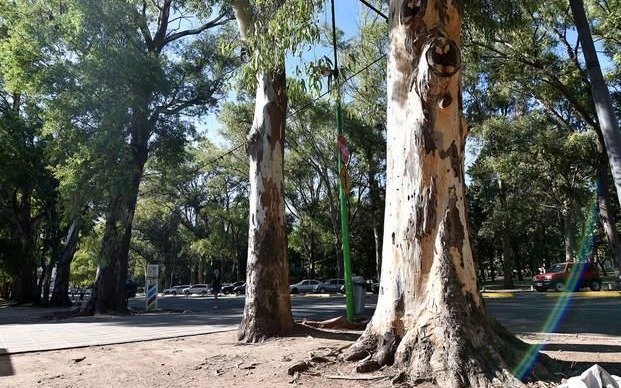 El Bosque debe volver a ser el principal paseo público de la Ciudad