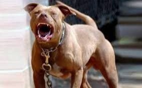 Un pitbull atacó a ocho personas en la calle y un policía lo mató a tiros