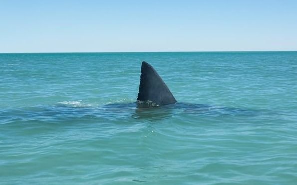 Tiburones y rayas, grandes víctimas de la sobrepesca