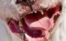 Alertan por ataques de un perro en la zona de 7 y 68