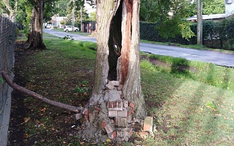 En 24 y 473 bis, los vecinos temen por un árbol que está a punto de venirse a pique