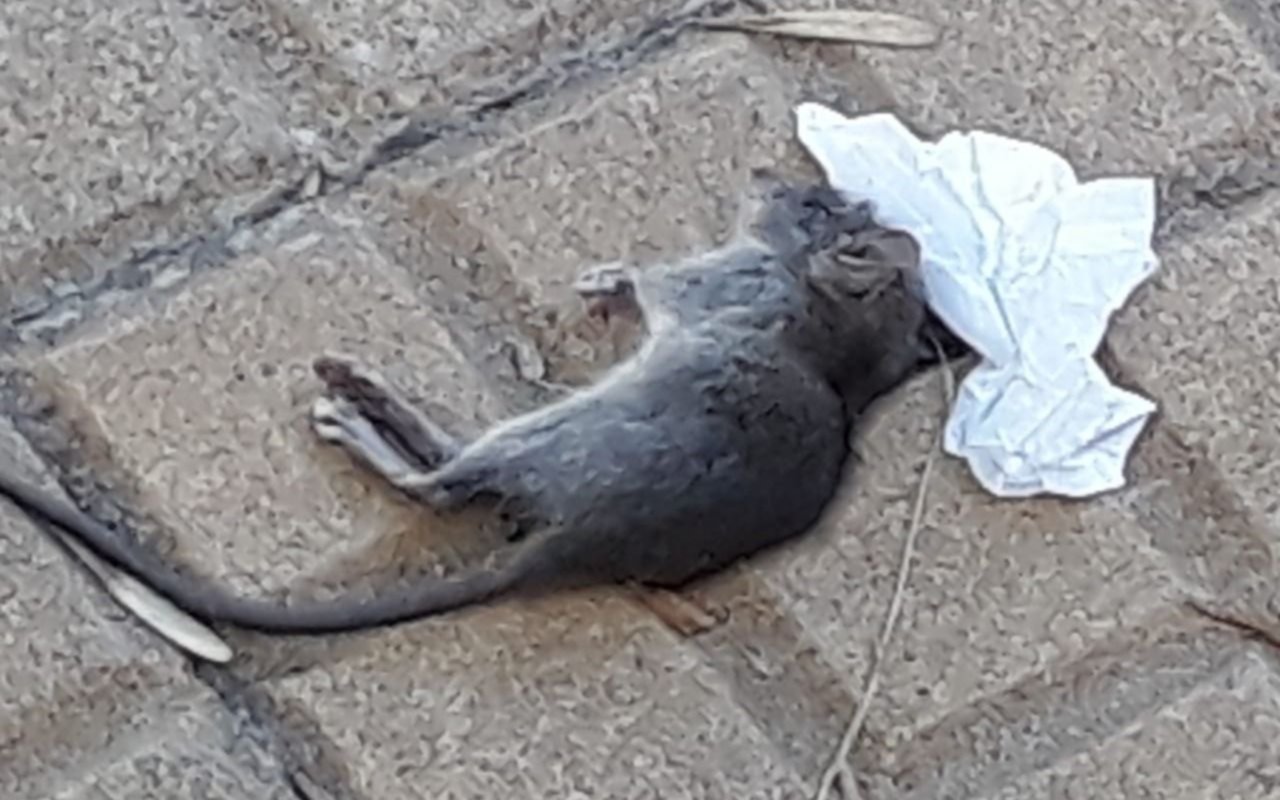 Roedores y falta de iluminación en el barrio del Policlínico