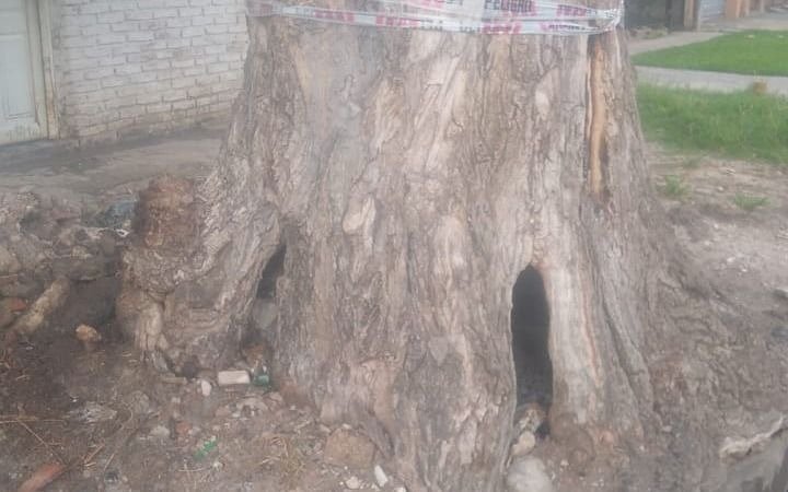 Peligro por un árbol que se incendió varias veces y puede venirse a pique