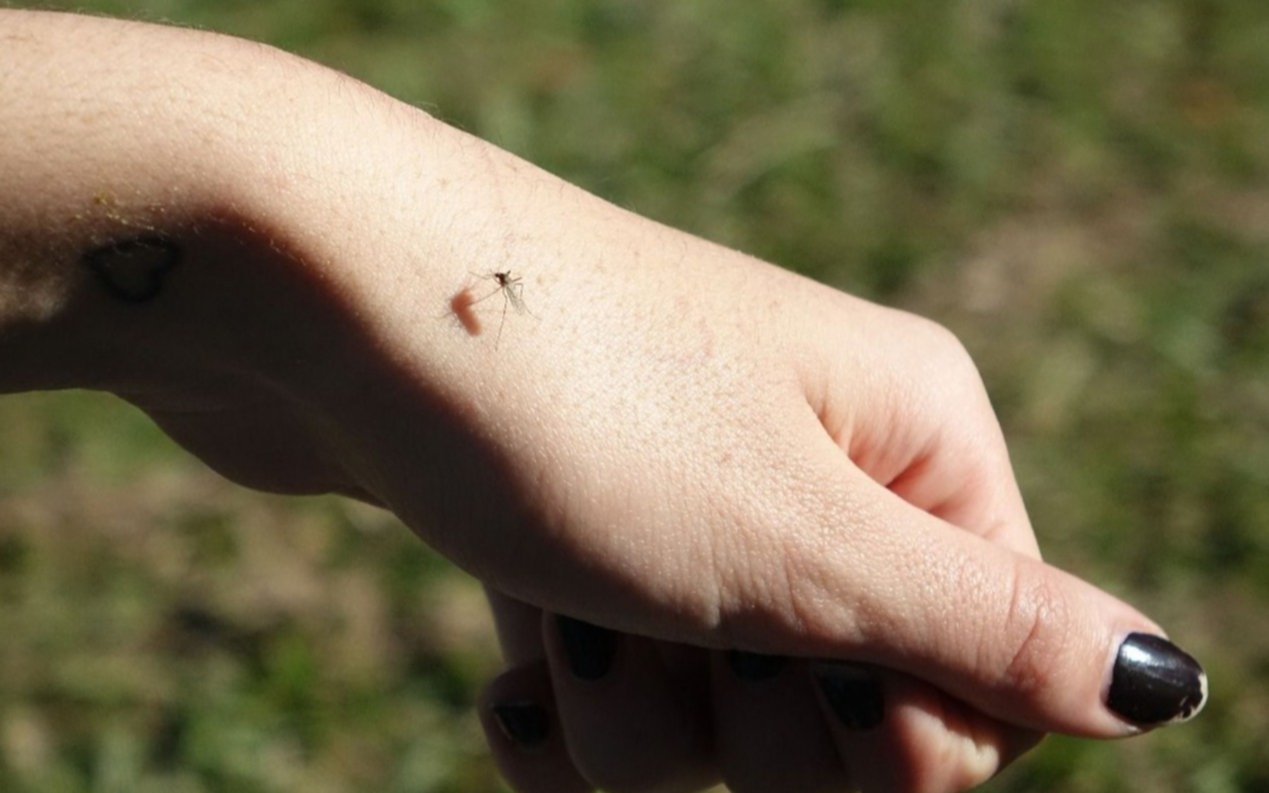Sorpresa por una “invasión” de molestos mosquitos: puede durar dos semanas más