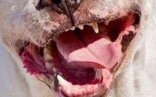Imputaron a una mujer por el trágico ataque de dos perros a un vecino de 87 años en Berisso