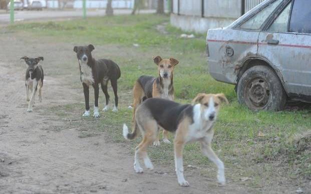 Inacción estatal frente al drama de los perros callejeros en nuestra región