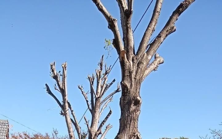 Enojo vecinal por una drástica poda de dos tilos en 71 entre 24 y 25