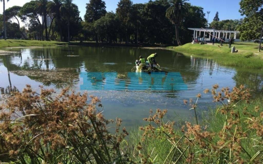 Realizarán una nueva jornada de limpieza del Lago del Parque Saavedra
