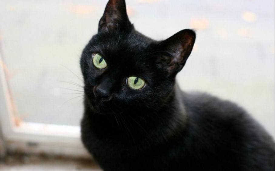 Tras ser mordida por un gato, murió una mujer por rabia en Coronel Suárez