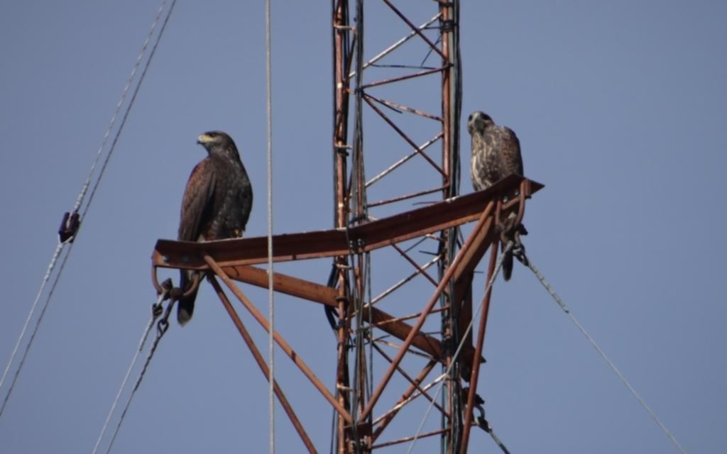 Ocurrencias: halcones, palomas y gavilanes