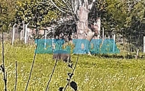 Reclamo de vecinos por un criadero de chanchos