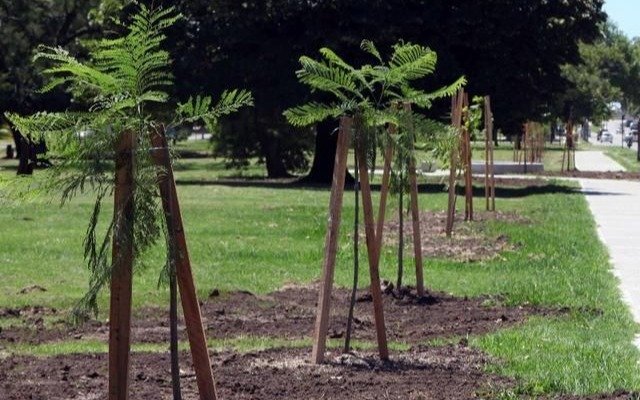 Plantaron árboles por los 150 años de la fundación de Berisso