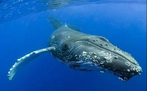 Cada vez más ballenas atrapadas en redes en el país