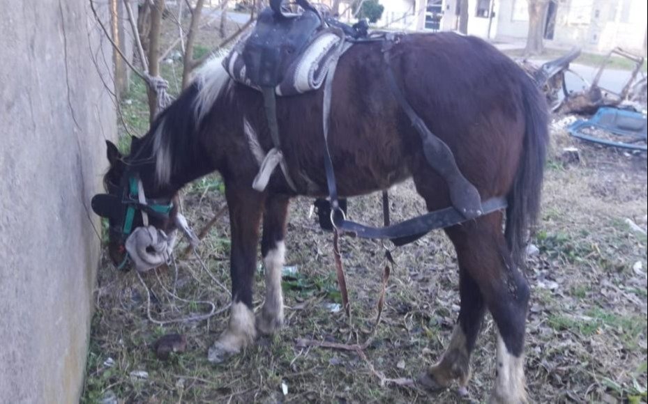 Los Hornos: policías rescataron una yegua en estado de desnutrición