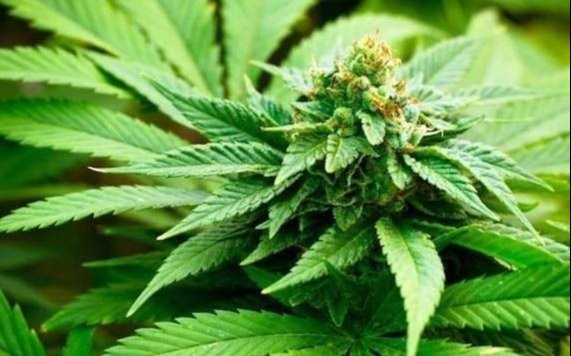 La regulación del cannabis medicinal obtuvo dictamen favorable en el Senado