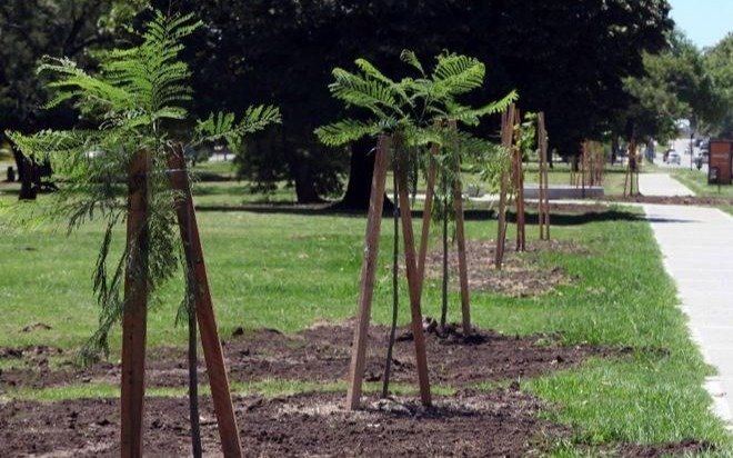 Con la plantación de 150 árboles, reforestan el cordón verde en el Bosque