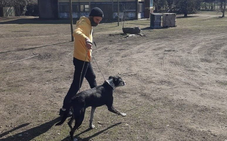 Rescatan a tres perros en el predio del ECAS y les dan un refugio