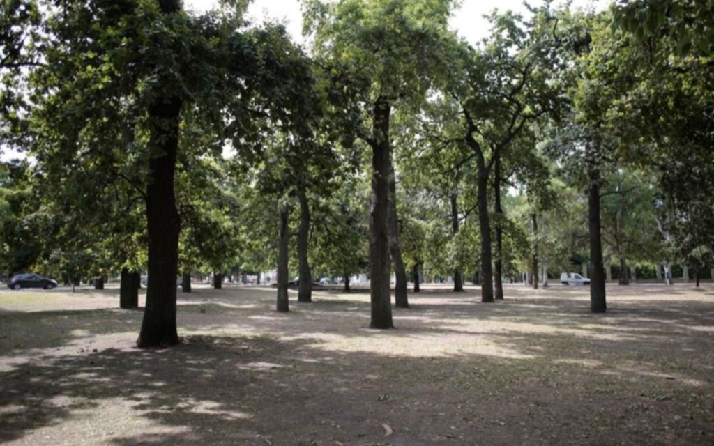 Levantan árboles caídos en el Paseo del Bosque tras las fuertes ráfagas