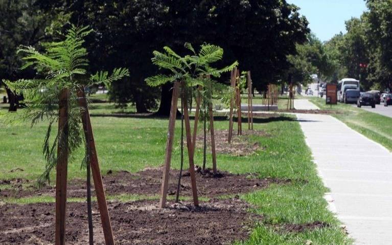 Con crespones, completan la forestación de avenida 60 desde avenida 13 hasta 19