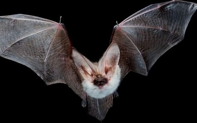 Identificaron una nueva especie de murciélago