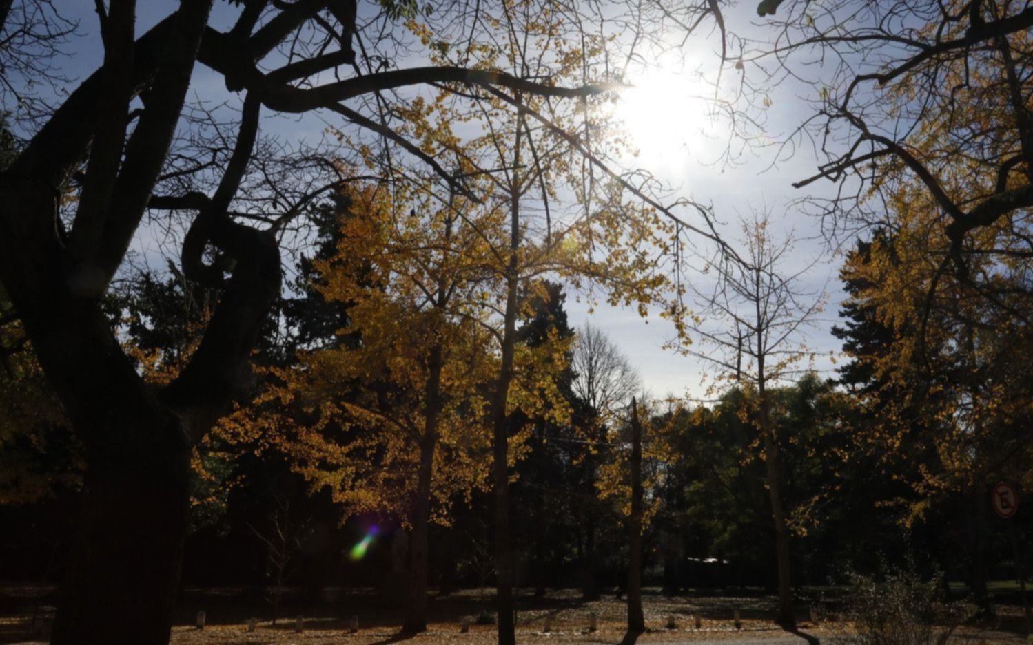 Actividades en la Ciudad por el Día del Árbol