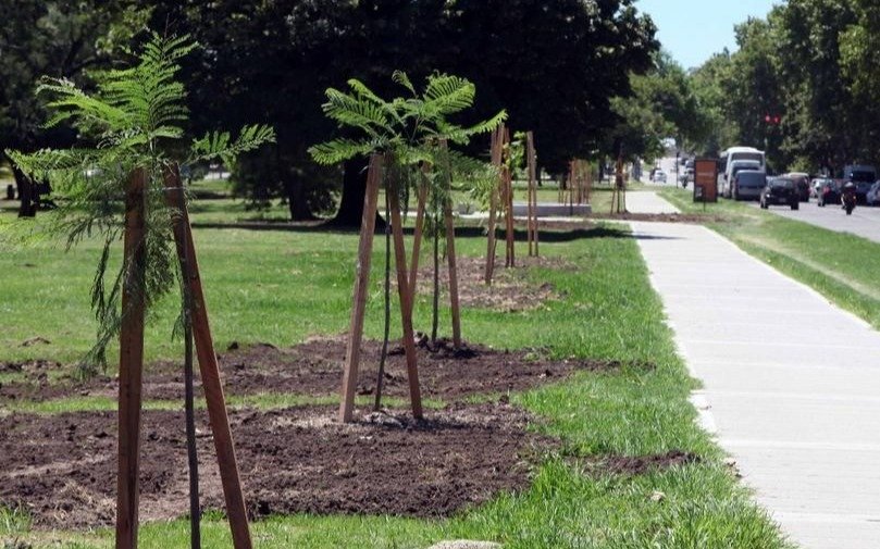 Ya plantaron más de 6.000 árboles en la Ciudad