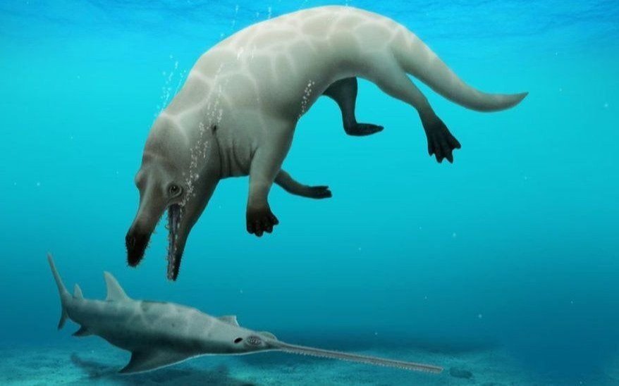 Descubren una feroz ballena de cuatro patas