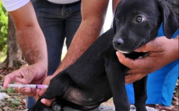 Operativo gratuito de vacunación de perros y gatos en Ensenada