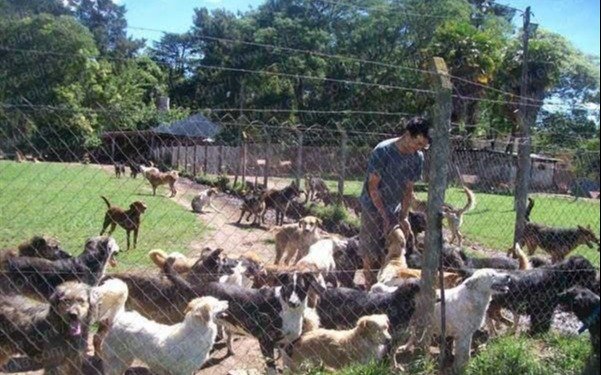 Desesperado pedido de alimentos para los perros del refugio Titucha