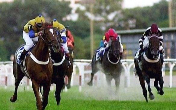 Turf – Programas y Resultados
