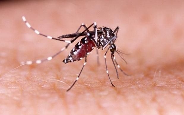Dengue: concientización y fumigación en la Ciudad