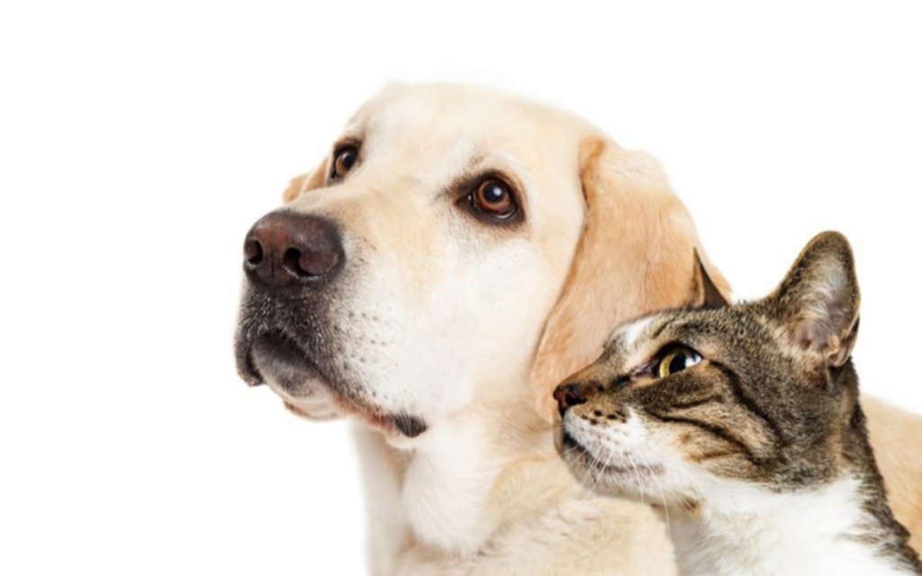 Preocupación por el bajo nivel de vacunación entre los animales domésticos