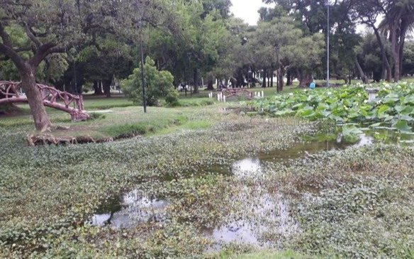 El Parque Saavedra y su lago necesitan trabajos de limpieza y preservación