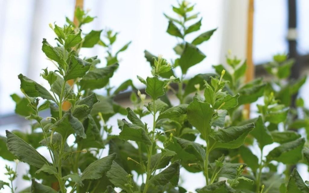 Anuncian la vacuna vegetal contra el Covid