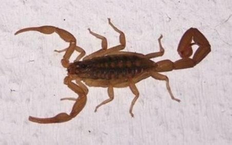 Extremar los cuidados por la aparición de alacranes