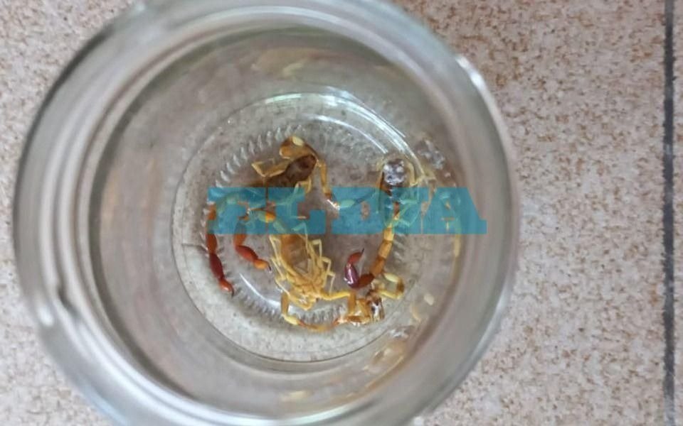 Alerta en Gambier por la aparición de alacranes