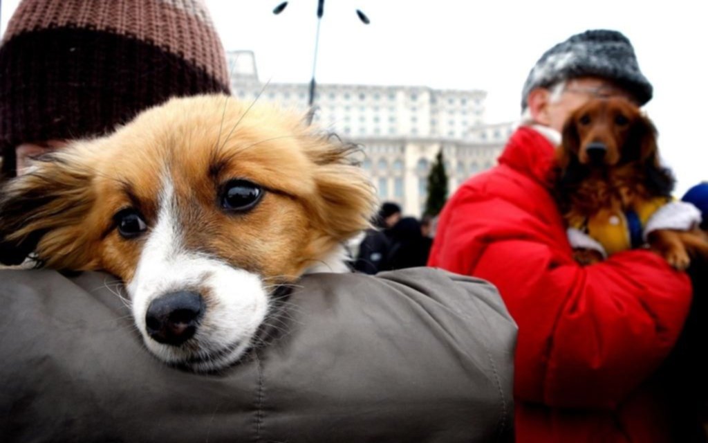 El cerebro de los perros puede distinguir idiomas