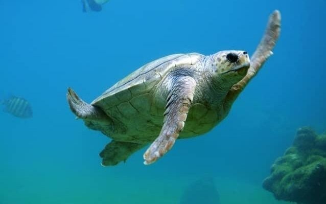 Seis tortugas marinas fueron regresadas al mar