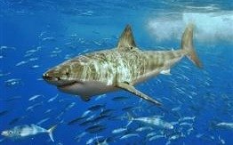 Registran más ataques de tiburones en el mundo