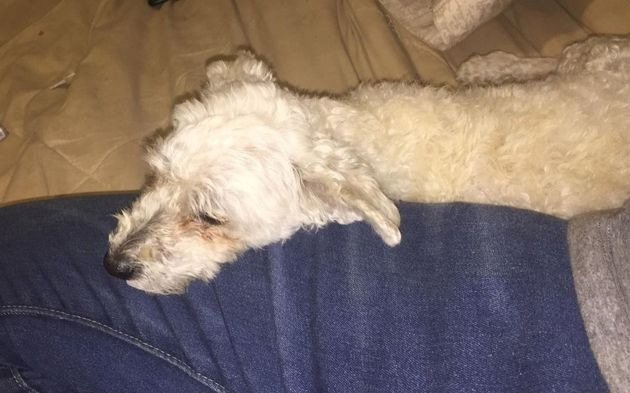 Alegatos por el caso de la caniche atacada a patadas